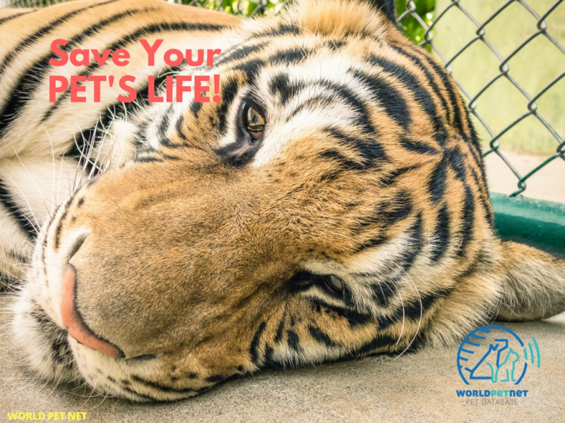 A ... fajtájú, mikrochippel ellátott állatok a WPN-be való bejegyeztetése